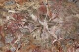 Polished Petrified Wood (Araucaria) Round - Arizona #235679-1